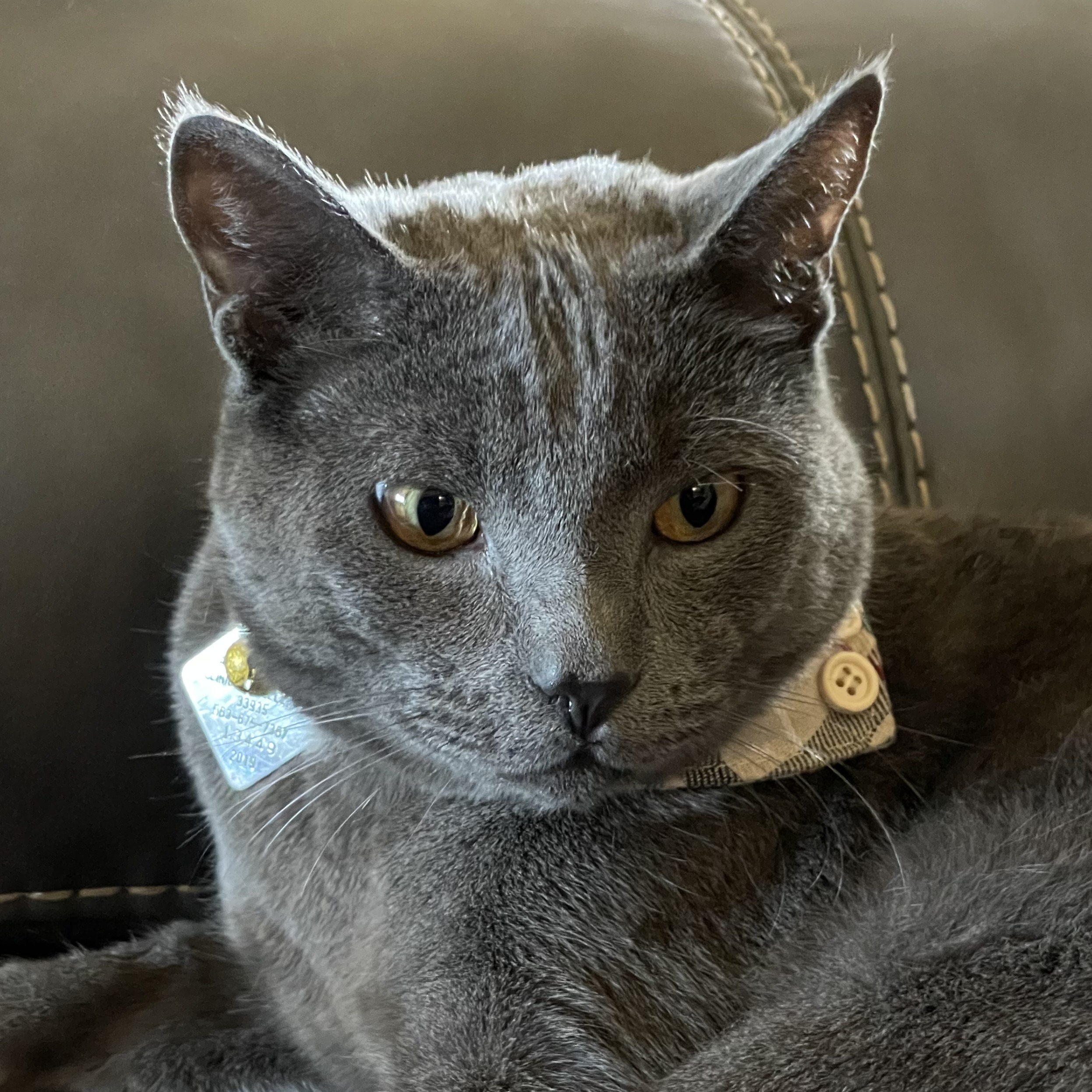 Chrome the grey cat