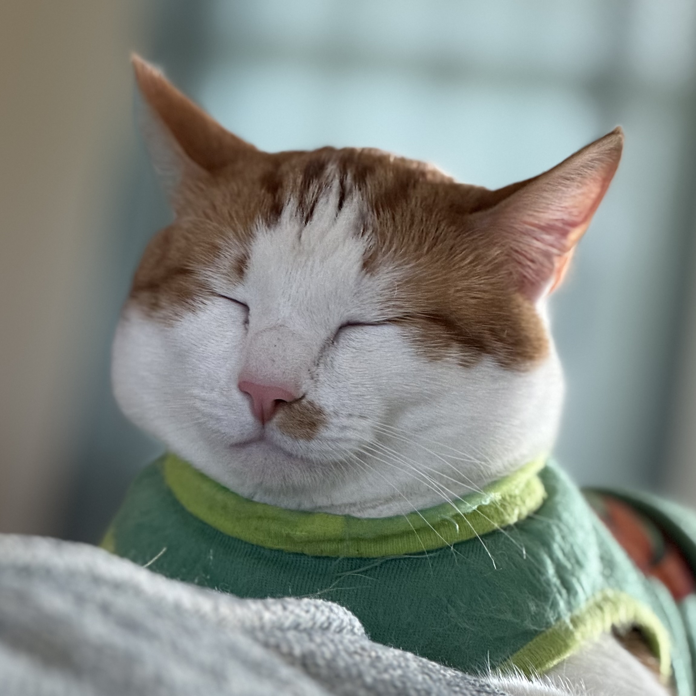 Swift the orange and white cat sleeping